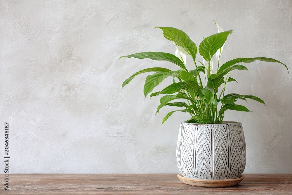 Fototapeta premium Potted peace lily plant with green leaves against a textured wall