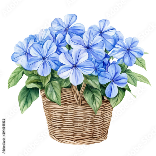 Tableau sur toile Plumbago Bouquet In A Basket, drawing watercolor, vector isolated on a white background