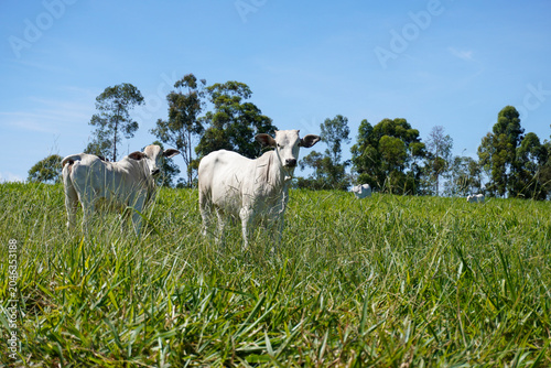 Two Nelore Cattle Grazing on Green Pasture in a Sunny South American Farm