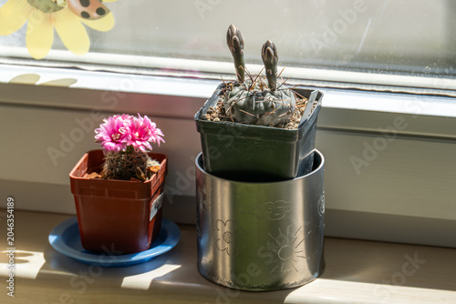 Foto Two blooming cacti in a pot on a window sill.