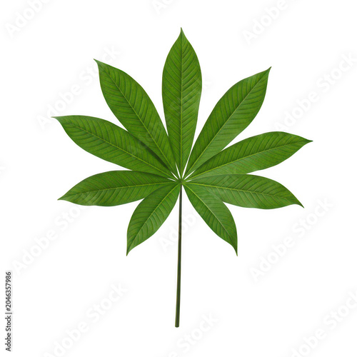 A single vibrant green palmate leaf with nine distinct pointed lobes and visible vein patterns isolated on a transparent background