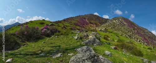 Russia. South of Western Siberia. Blooming maralnik (rhododendron) on the rocks of the Altai Mountains is a grandiose spring festival, which tourists from all over Russia seek to visit.