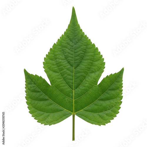 A single vibrant green mulberry leaf with serrated edges and detailed vein patterns displayed symmetrically isolated on a transparent background