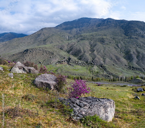 Russia. South of Western Siberia. Blooming maralnik (rhododendron) on the rocks of the Altai Mountains is a grandiose spring festival, which tourists from all over Russia seek to visit.