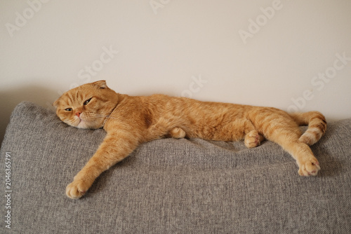 Foto Relaxed cat sprawls on a soft gray sofa, resting paws outstretched in a calm dom