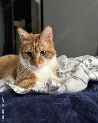 Fényképezés Beautiful ginger and white cat lying comfortably on a soft blanket in bed and lo