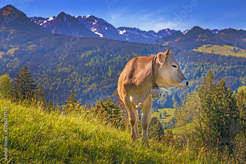 Kuh - Allgäu - Rind - Braunvieh - Alpen - Frühling 