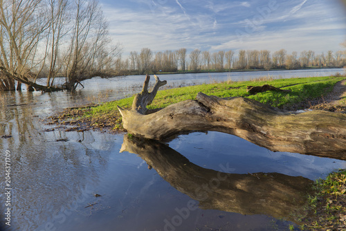 Tableau sur toile Verwitterter Baumstamm am Rheinufer mit klarer Reflexion auf der Wasseroberfläch