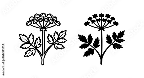 Tableau sur toile Botanical Vector Illustration: Delicate Umbel Flower Line Art and Silhouette, He