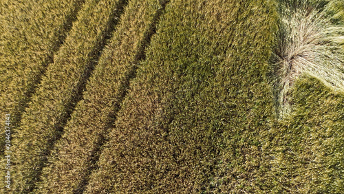 Foto aerea di un campo di grano, in un paesaggio agricolo ordinato e geometrico