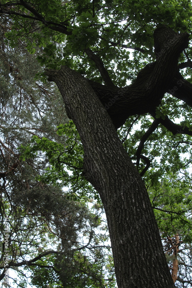 Fototapeta premium green oak, tree branches, flora and nature