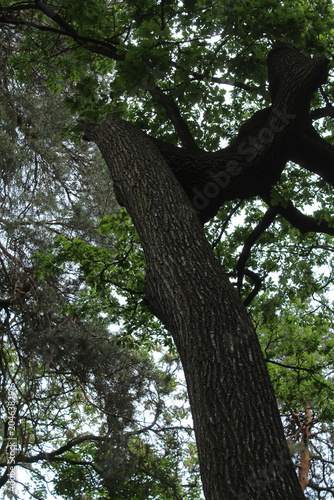 green oak, tree branches, flora and nature