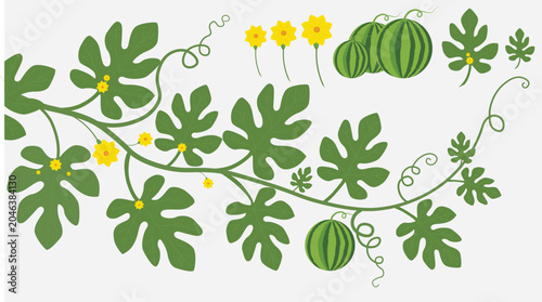 Watermelon Vine with Yellow Flowers and Green Leaves, Vibrant Botanical Nature Illustration