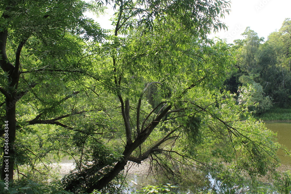 Fototapeta premium trees in the forest, beautiful view of the green summer forest
