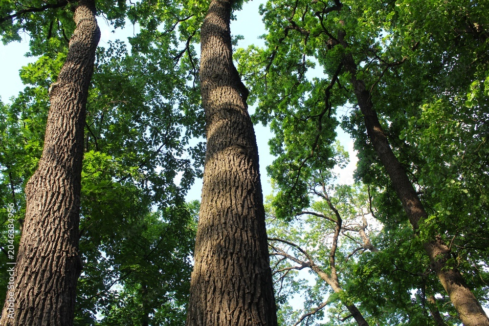 Fototapeta premium green oak, green leaves on oak trees in summer