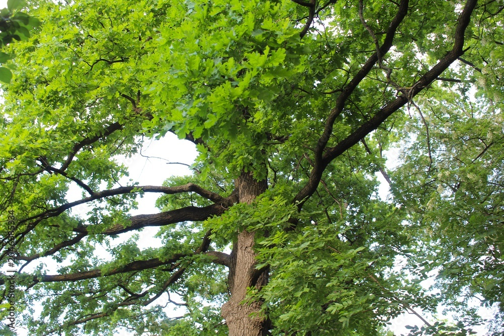 Fototapeta premium green oak, tree branches, flora and nature