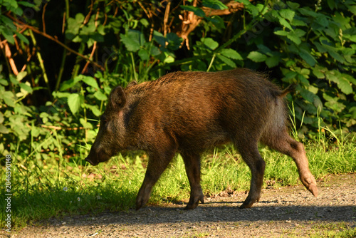 Wildschwein