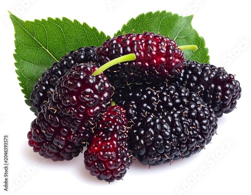 Close-up of ripe, dark purple berries nestled among green leaves, isolated on white. Their surface appears textured