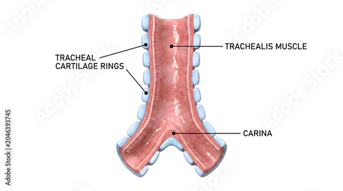 Detailed anatomical illustration of the human trachea, highlighting the windpipe's structure with cartilage rings, trachealis muscle, and the pivotal carina bifurcation