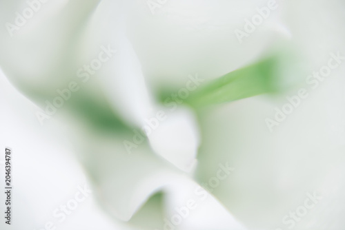 Εκτύπωση καμβά Close up macro of a green flower center surrounded by white petals, intentional