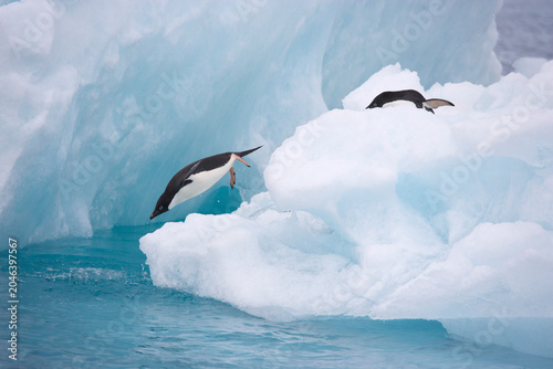 Valokuva Adelie Penguins leaping off an iceberg in the Southern Ocean