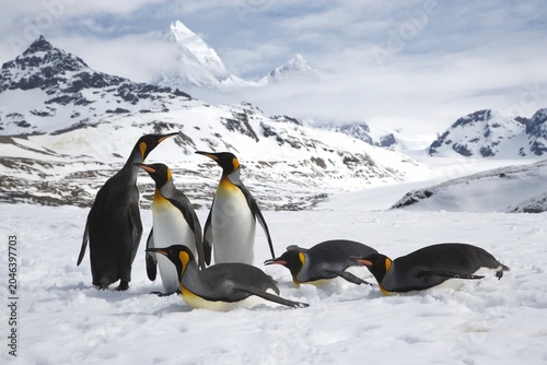 Photos King Penguins on South Georgia Island