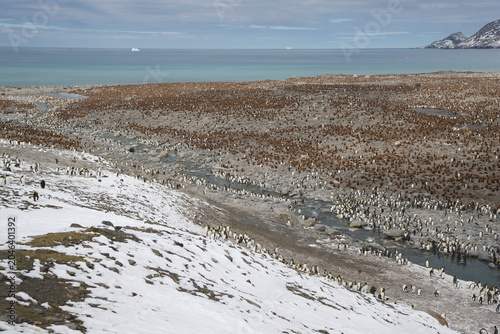 Bild auf Leinwand King Penguin rookery on South Georgia Island