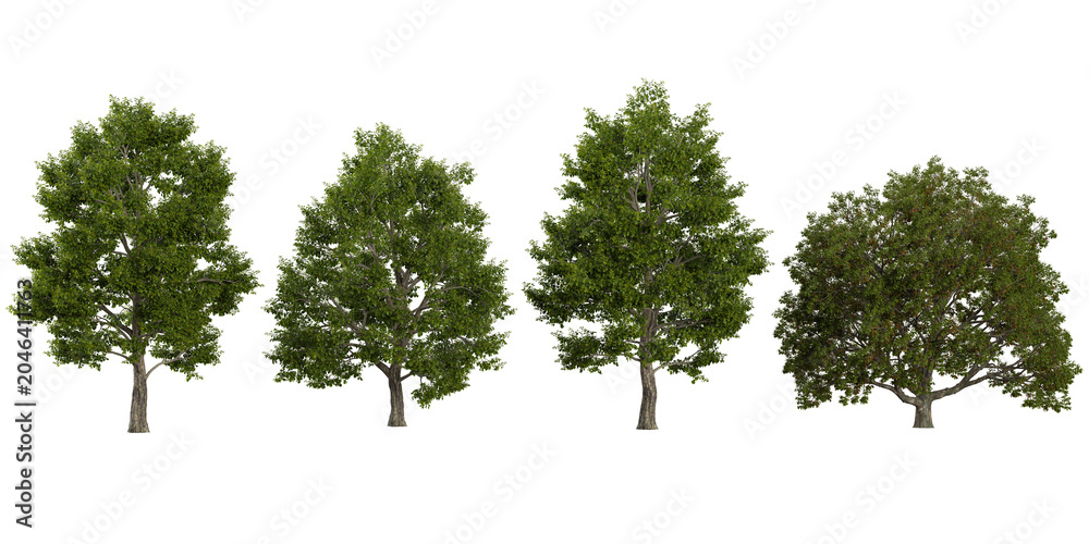 Obraz premium Collection of Tilia,Ulmas plants on transparent background