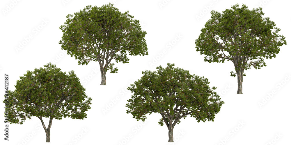 Fototapeta premium Collection of Ulmas plants on transparent background