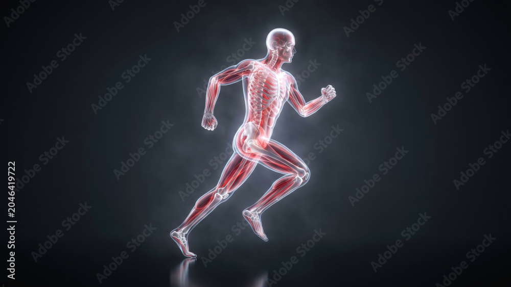 Naklejka premium Human anatomy visualization of skeleton and muscles running on a reflective dark surface.