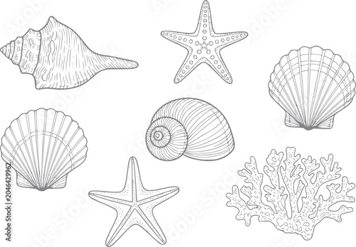Fotografija Collection of hand-drawn seashells, starfish, and coral