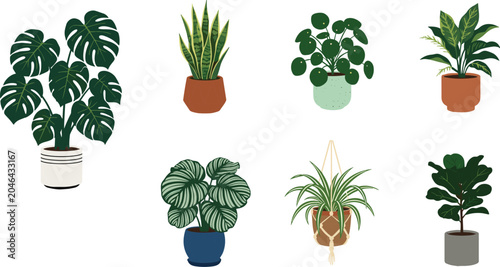 Foto Eight potted houseplants, various species and containers on white background, po