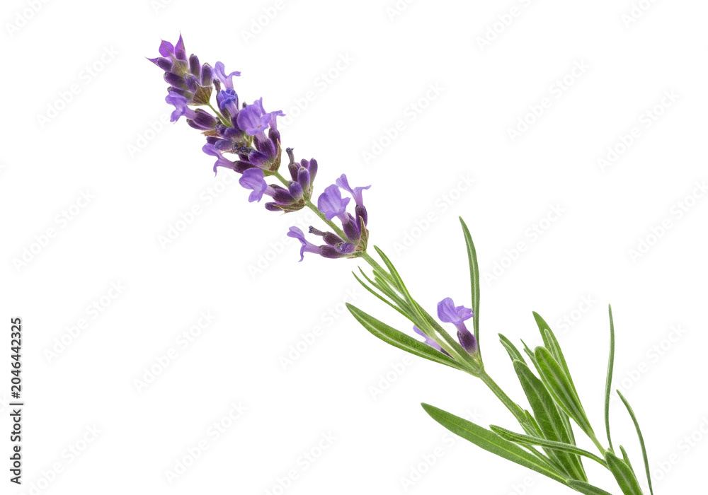 Obraz premium Fresh lavender flower isolated on transparent background