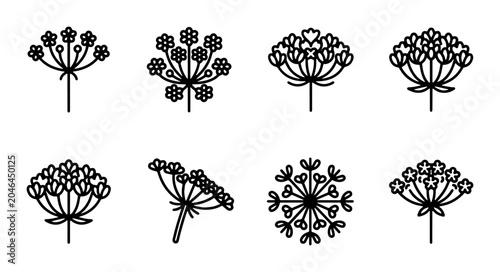 Photos Umbel Flower Icons Set, Delicate Botanical Line Art, Simple Floral Vector Graphi