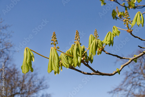 Fresh chestnut tree branch with leaves and blooming flower buds