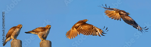 Red-tailed hawk 