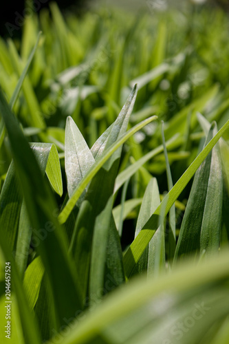 Abstract mosaic of sharp pointed green leaves, vibrant natural texture