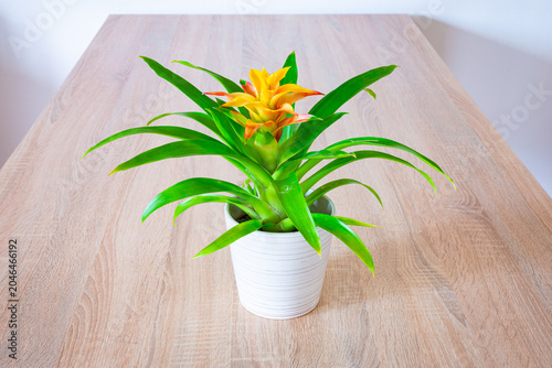 Bright yellow Bromelia potted plant on wooden table for indoor home and office decor