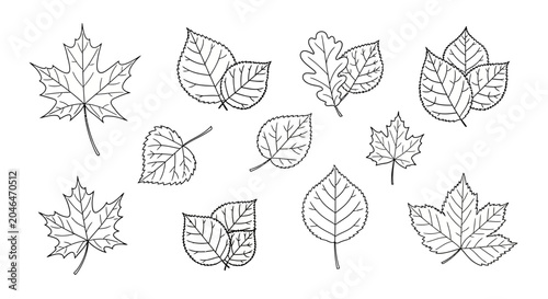 A collection of various leaf illustrations.
