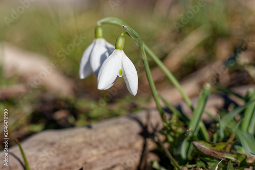 Close-up of two delicate blooming snowdrop flowers