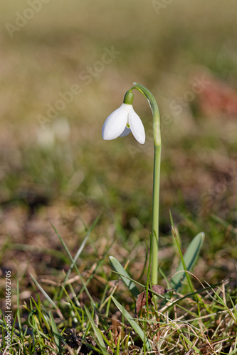 Single blooming snowdrop flower in full detail