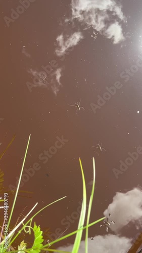 Tadpoles and water striders reflected on a tranquil pond under a blue sky