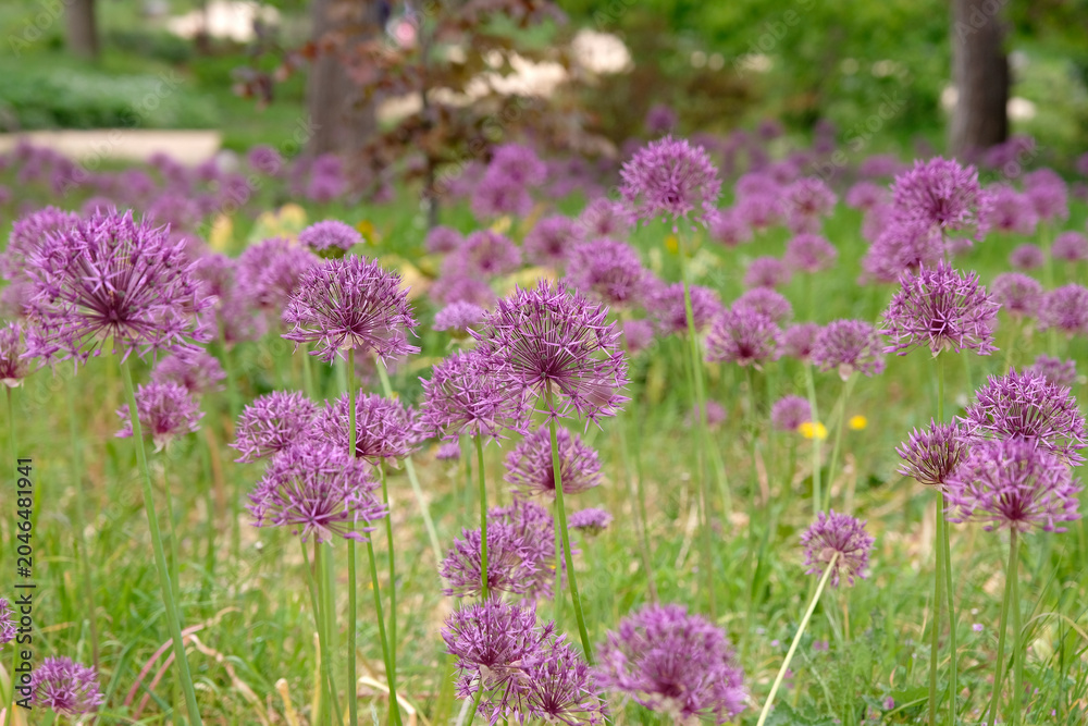 Obraz premium Allium, ornamental onion ‘purple rain’ in flower.