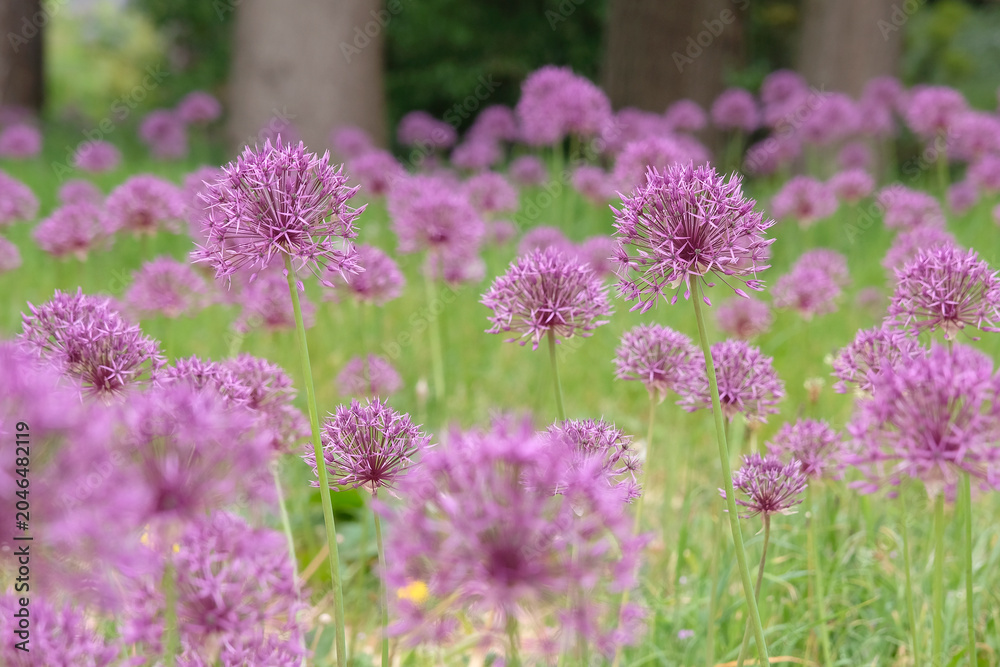 Obraz premium Allium, ornamental onion ‘purple rain’ in flower.