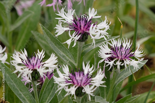 Quadro em tela White and purple Centaurea montana, perennial cornflower ‘Amethyst in Snow’ in flower
