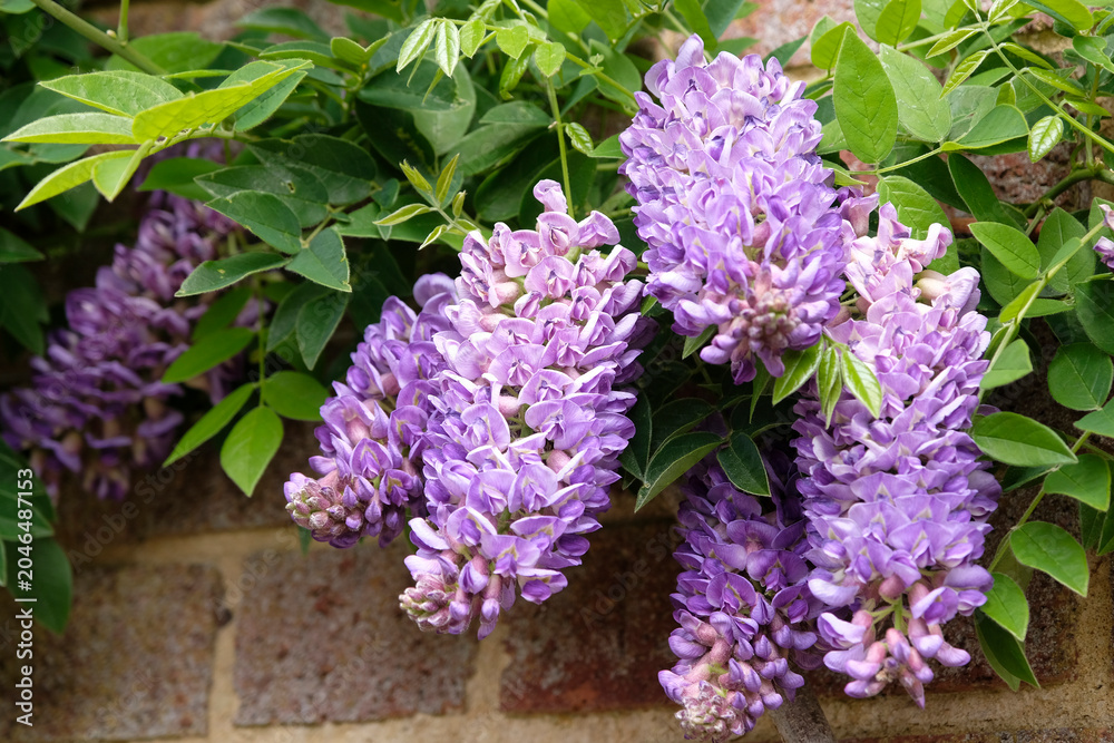 Obraz premium Purple Wisteria frutescens, American wisteria ‘Longwood Purple’ in flower.