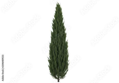 Tall slender cypress tree isolated on transparent background