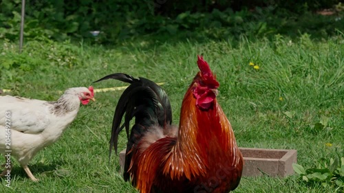 A brightly coloured Cochin rooster watches the surroundings attentively. Sunlight illuminates its multicolours feathers. Close-up portrait