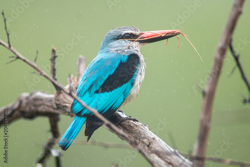 Bild auf Leinwand Halcyon senegalensis