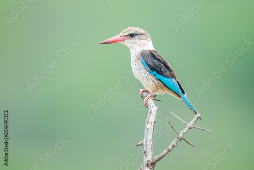 Fotografía Halcyon albiventris
